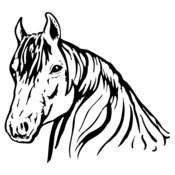 HORSE006