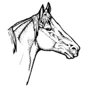 HORSE010